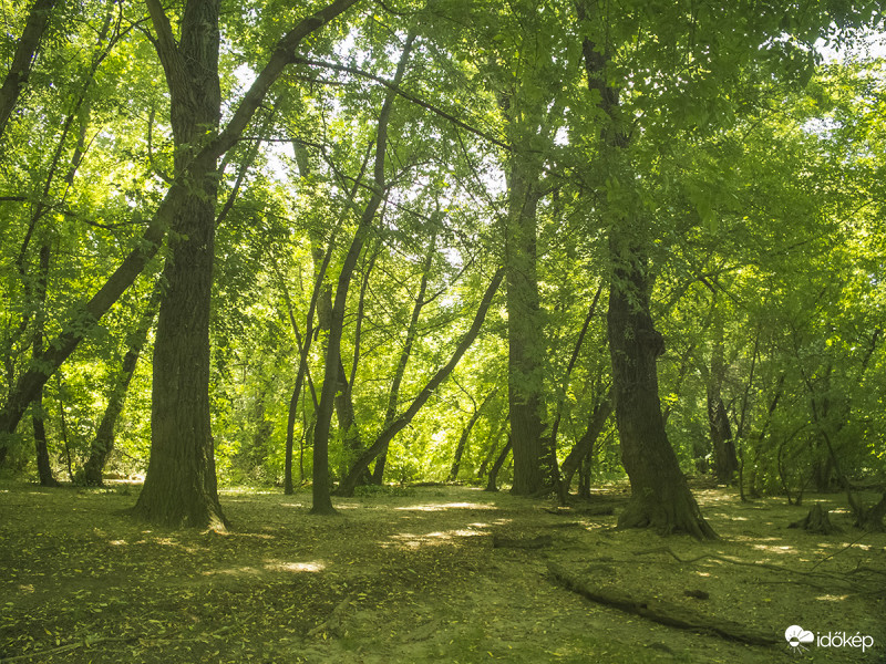 Ártéri erdőben