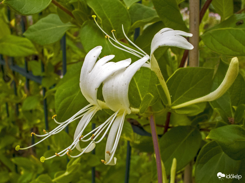 Japán futólonc (Lonicera japonica var. 'Halliana')