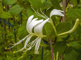 Japán futólonc (Lonicera japonica var. 'Halliana')