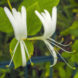 Japán futólonc (Lonicera japonica var. 'Halliana')