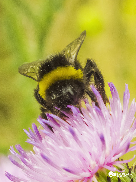 Földi poszméh (Bombus terrestris)