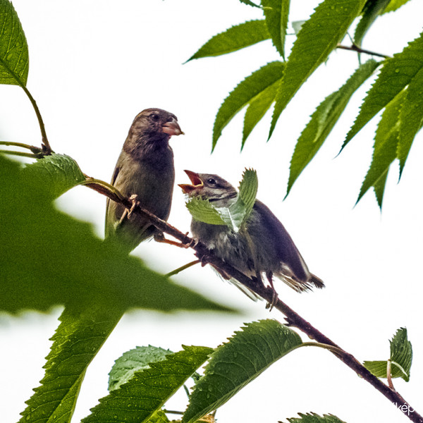 Eső után jólesik pár falat!