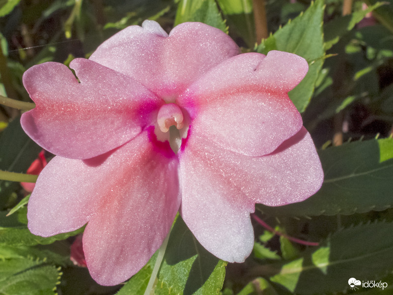 Nebáncsvirág (Impatiens)