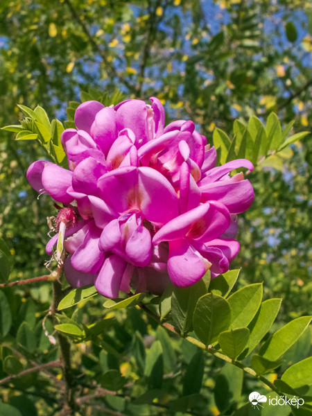 Lila akác - másodvirágzás