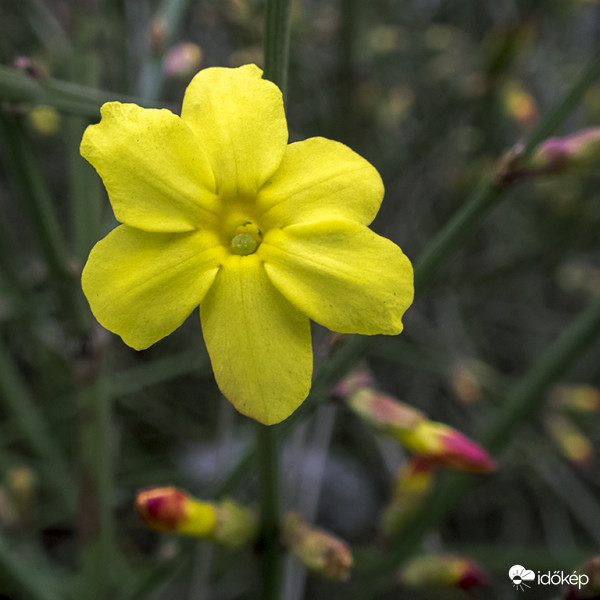 Téli jázmin (Jasminum nudiflorum)