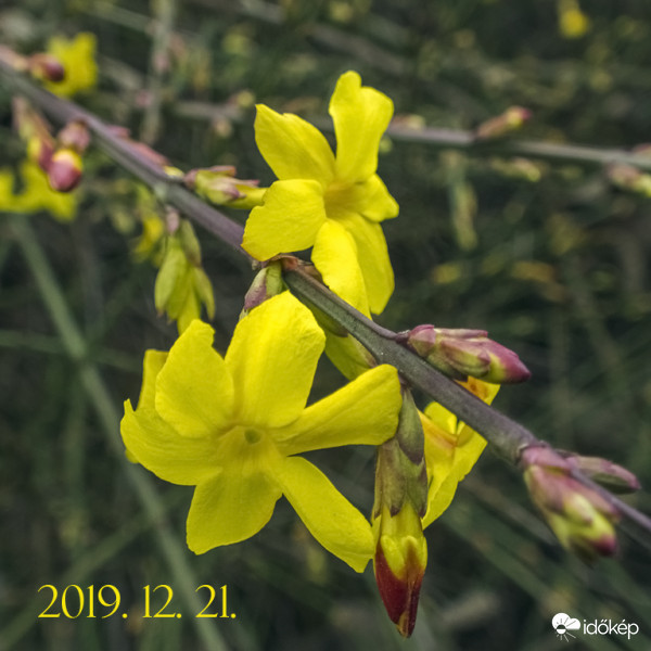 Téli jázmin (Jasminum nudiflorum)