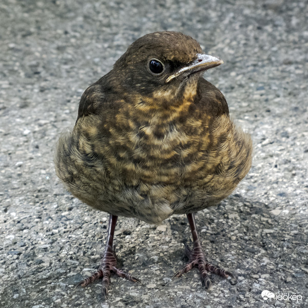 Én csak anyát várom!