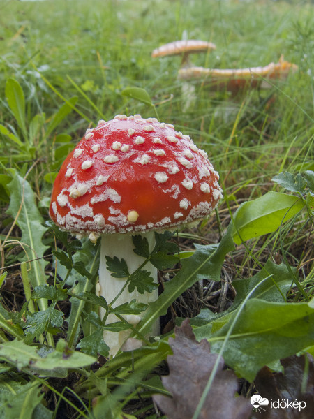 Légyölő galóca (Amanita muscaria)
