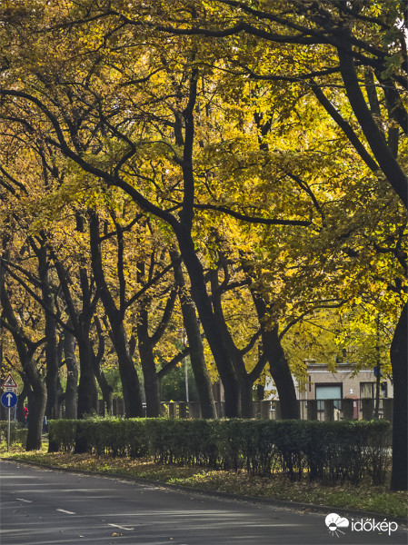 A debreceni Bartók Béla út elején 1981 óta védett a kocsányos tölgy fasor