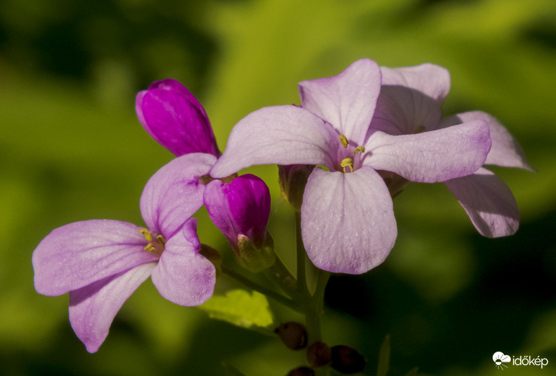 Hagymás fogasír (Dentaria bulbifera)