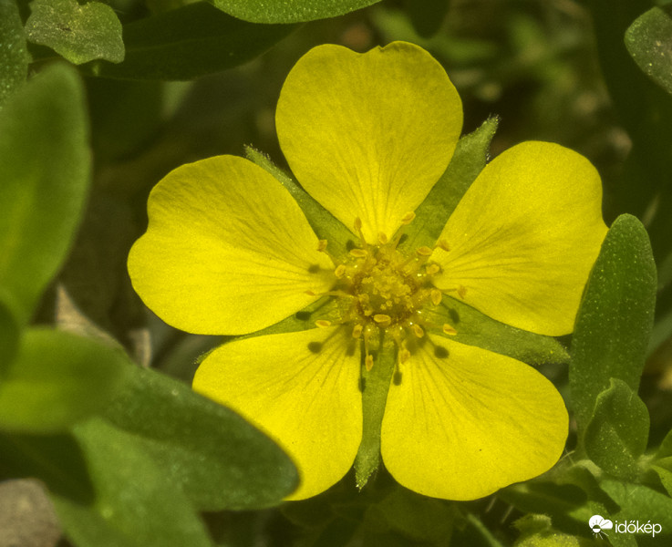 Indás pimpó (Potentilla reptans)