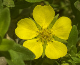 Indás pimpó (Potentilla reptans)