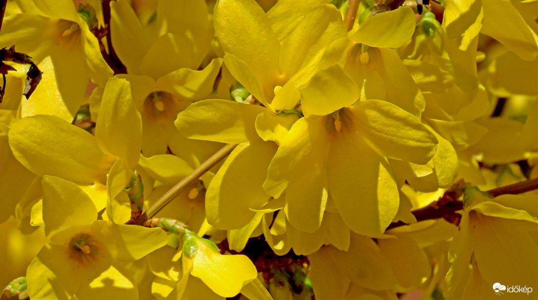 Aranycserje (Forsythia intermedia)