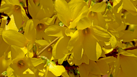 Aranycserje (Forsythia intermedia)