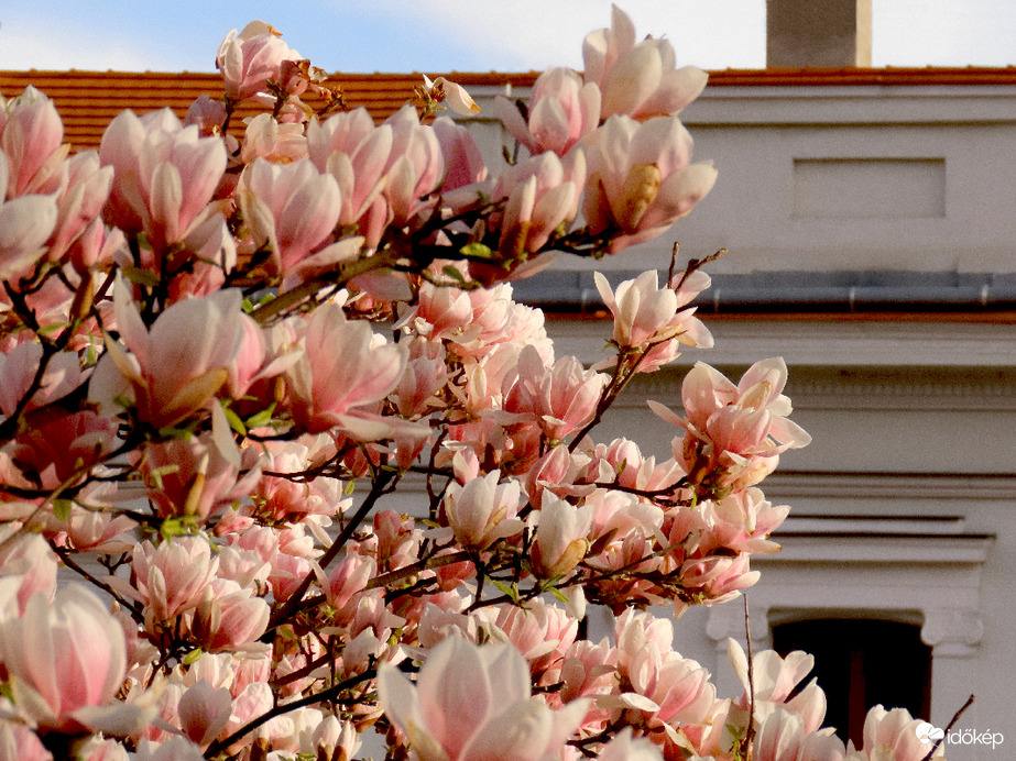 Magnólia – más néven liliomfa