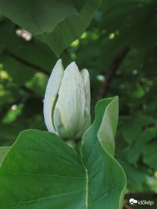 Hegyeslevelű liliomfa (Magnolia acuminata) virága