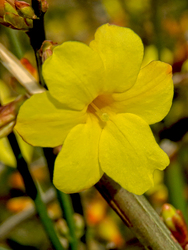 Téli jázmin (Jasminum nudiflorum)