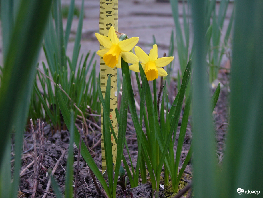 Mini Nárcisz ikrek