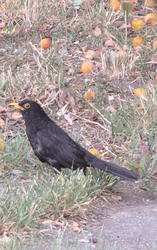 Foodrigó
