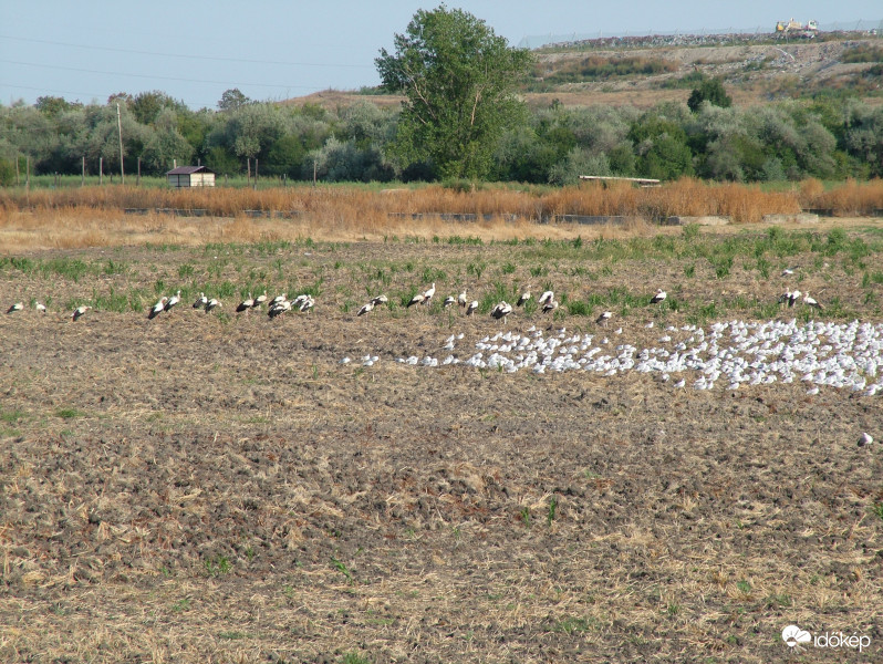 check-in Africa Airline