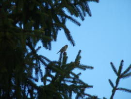 European Serin