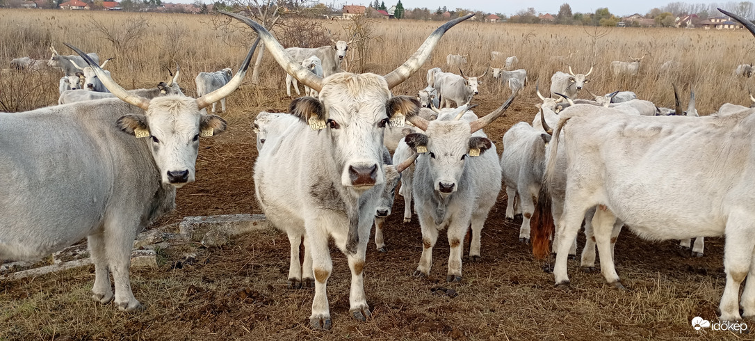 Szürkemarhák