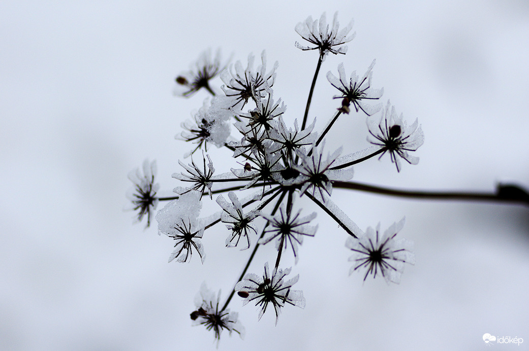 Téli fekete-fehér...