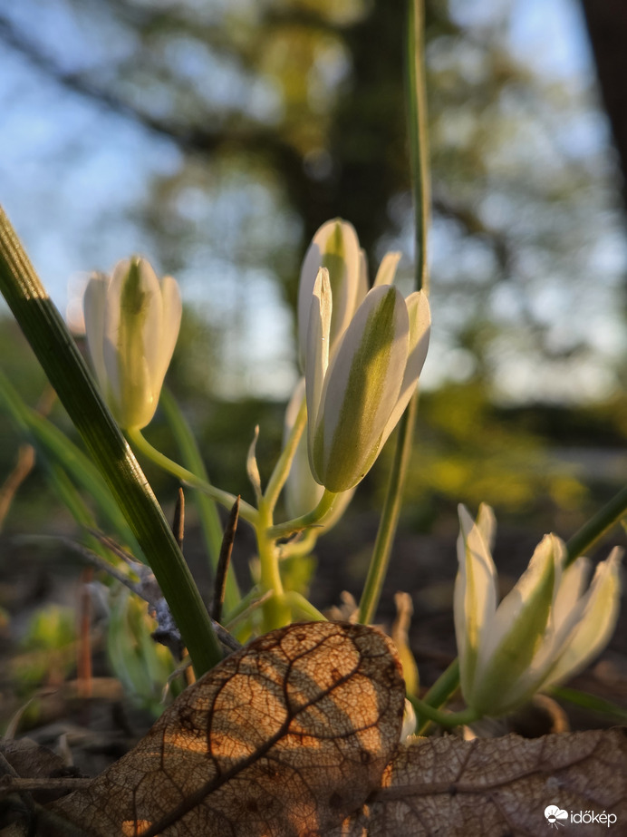 Lemenő Nap fényében 