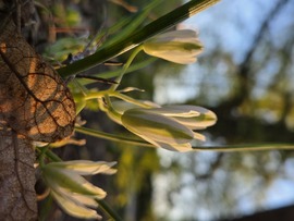 Lemenő Nap fényében 