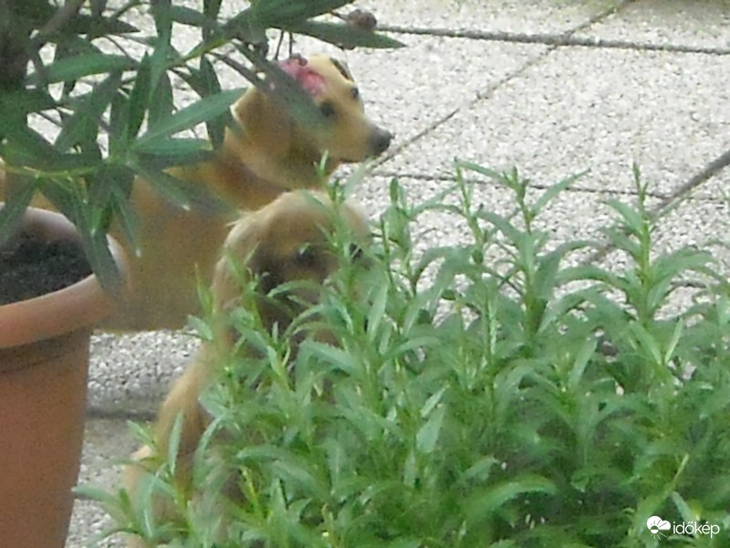 Bújj csak el,én figyelek...