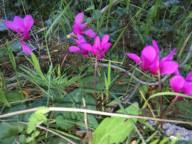Ciklamen az erdoben