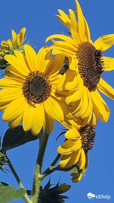 Budapest II.ker - Törökvész