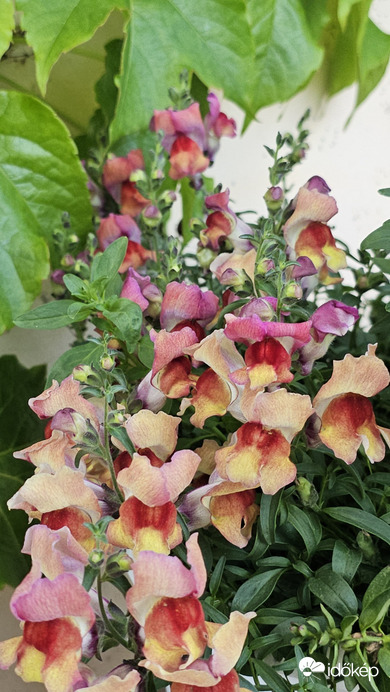 Budapest II.ker - Törökvész