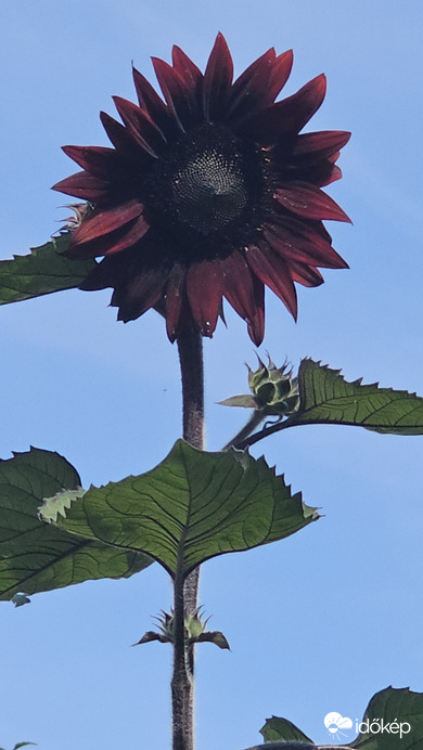 Budapest II.ker - Törökvész