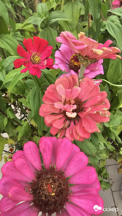 Budapest II.ker - Törökvész