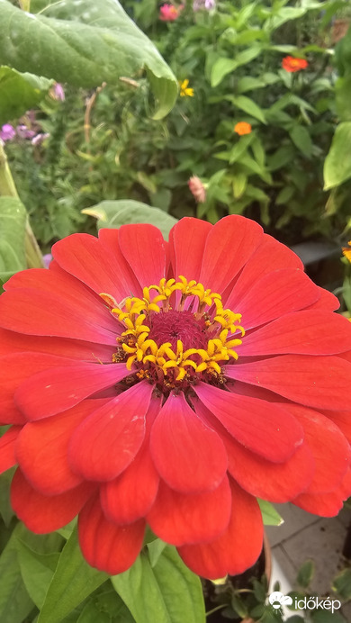 Budapest II.ker - Törökvész