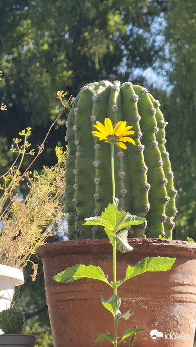 Budapest II.ker - Törökvész