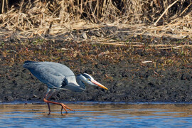 Lopakodó Szürke Gém