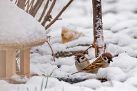 Verebek az etetőnél