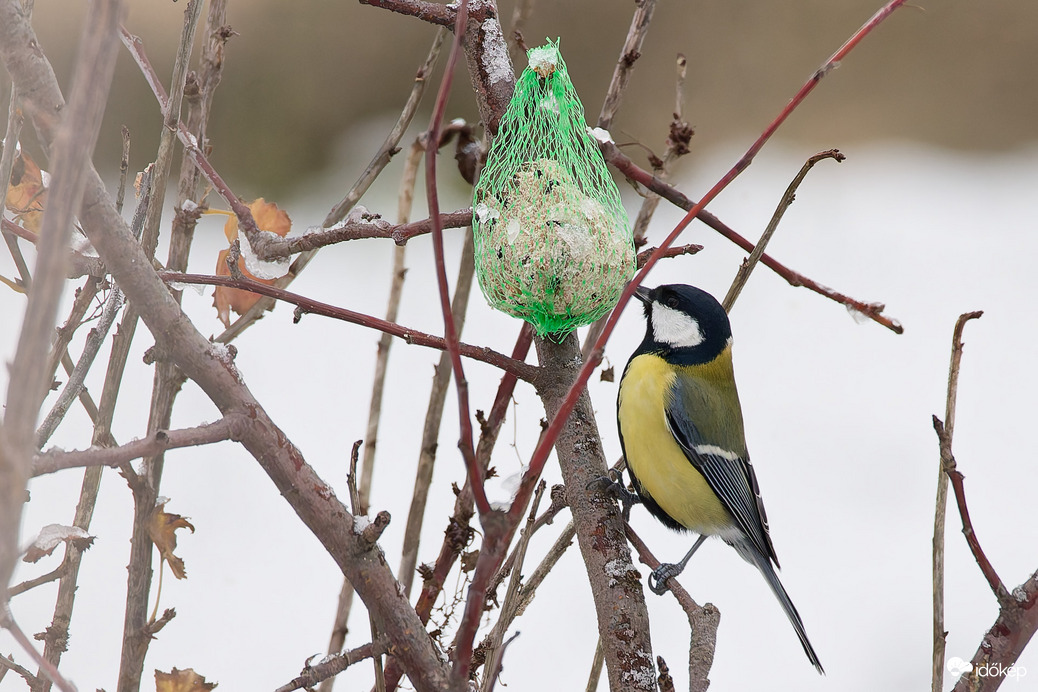 Széncinege az etetőnél