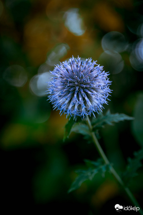 Echinops