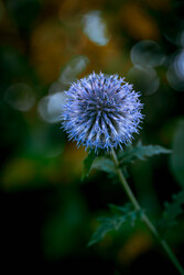 Echinops