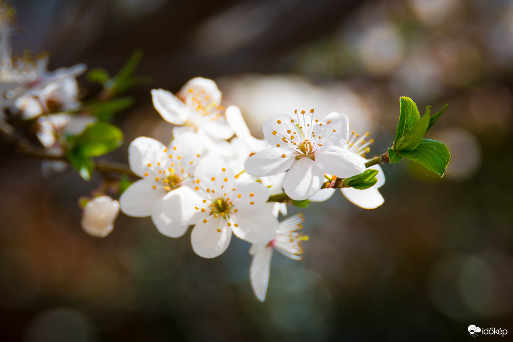 Virágzó természet