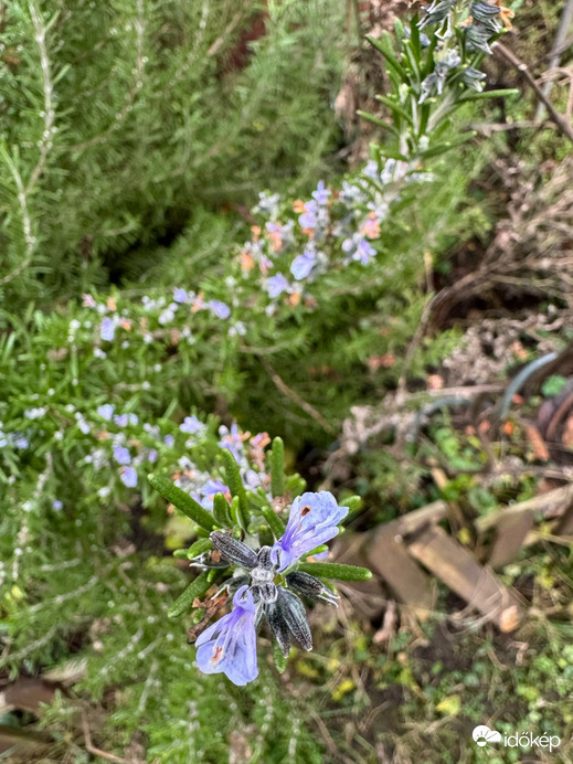 Budapest XIX.ker - Kispest