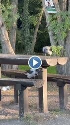 Budapest XIX.ker - Kispest