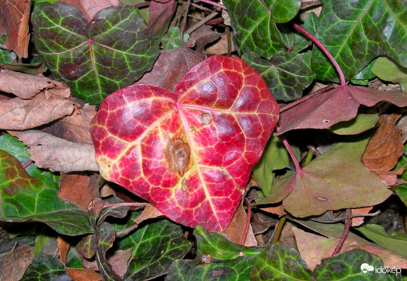 Szívesen:)