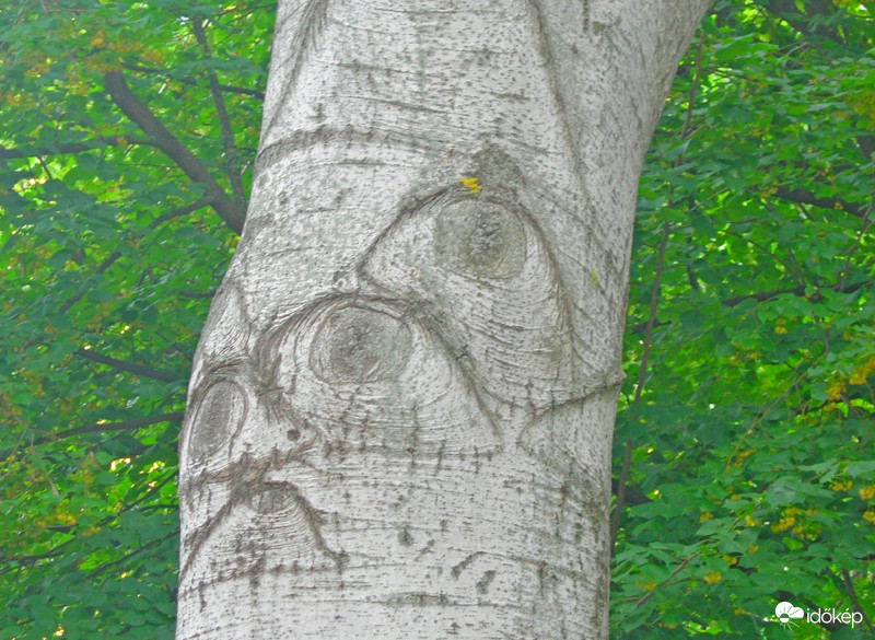 Szemek