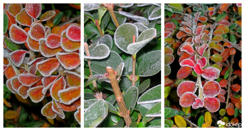 Kandírozott levelek