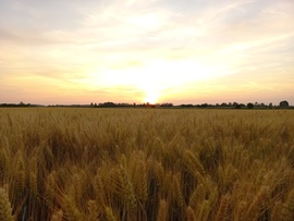 Naplemente 