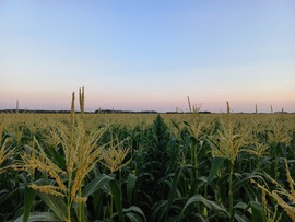 Csemegekukorica 